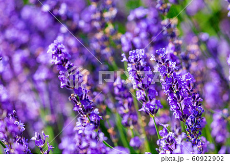 ラベンダー 花 植物 ハーブの写真素材