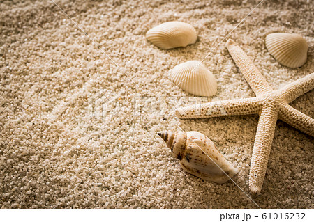 貝殻 夏イメージ ベージュ 背景素材の写真素材
