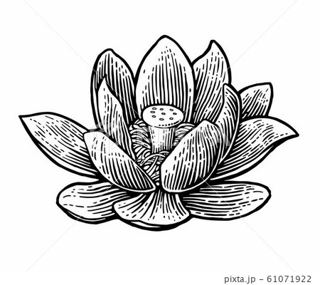 花 モノクロ 蓮 白黒のイラスト素材