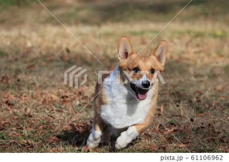 犬 コーギー 走る 芝生の写真素材