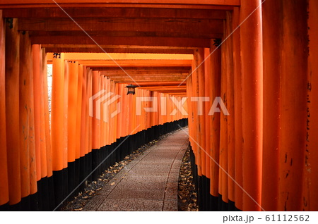 稲荷神社 石畳 鳥居 綺麗の写真素材