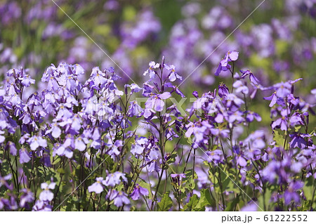 紫大根の花の写真素材
