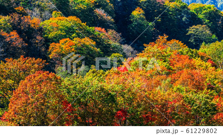 笹ヶ峰高原の写真素材