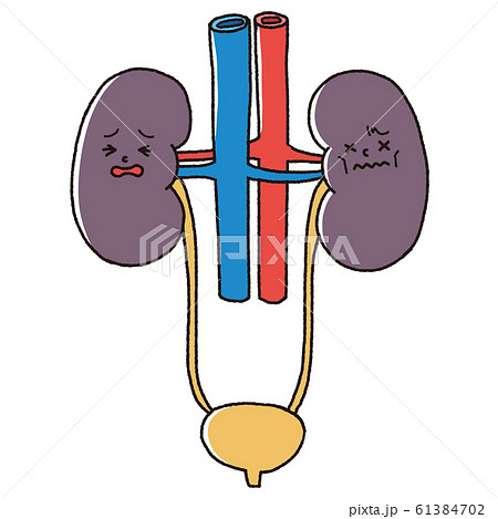 腎臓のイラスト素材