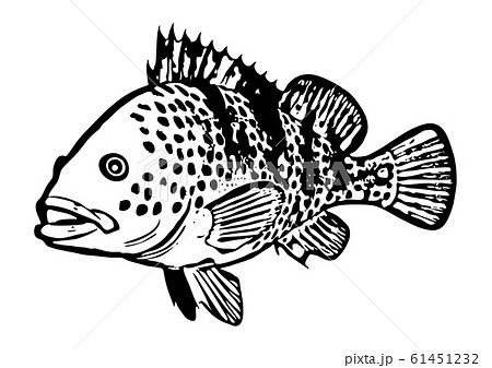 海水魚 魚類 魚 白黒のイラスト素材