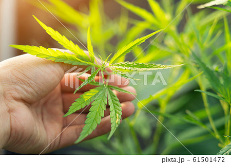 大麻草の写真素材