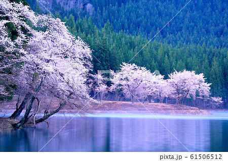 中子の桜の写真素材