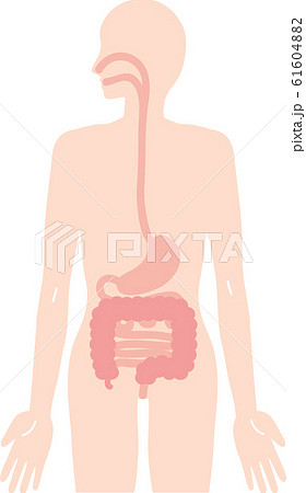 腸のイラスト素材
