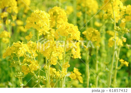 油菜の写真素材