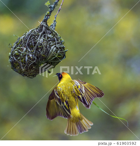 ハタオリドリの巣の写真素材 - PIXTA
