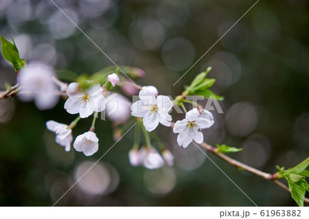 さくらんぼの花 サクランボの樹 サクランボの枝 佐藤錦の写真素材