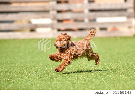 トイプードル 犬 走る ジャンプの写真素材