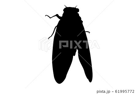 セミ取りのイラスト素材 Pixta