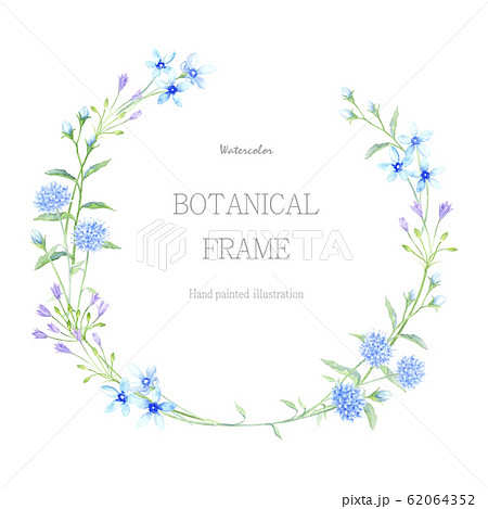 ブルースター 花 水彩 青い花のイラスト素材