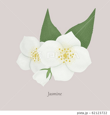 ジャスミンの花のイラスト素材