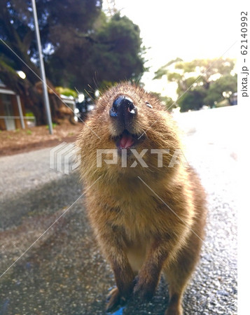 クワッカワラビー 動物 オーストラリア かわいいの写真素材