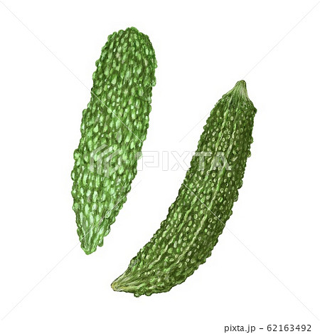 ゴーヤのイラスト素材集 ピクスタ