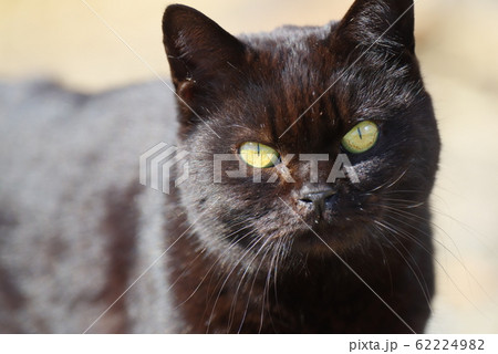 ブサカワ 猫 ネコの写真素材