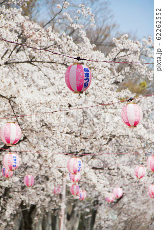 桜祭りぼんぼり提灯 ２０個 桜祭りぼんぼり提灯 20個 桜祭りぼんぼり提灯 20個