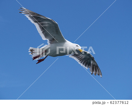 飛んでる鳥の写真素材