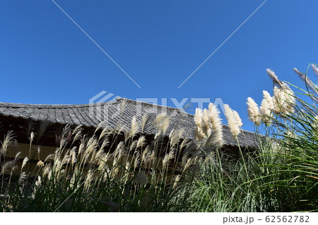 パンパース ススキの写真素材