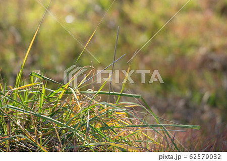 雑草 スズメノカタビラ 緑色 葉の写真素材