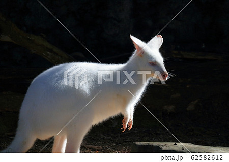 カンガルー 可愛い 白 珍しいの写真素材