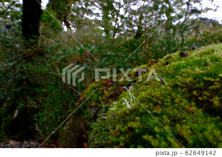 世界遺産 苔 可愛い 鹿児島の写真素材