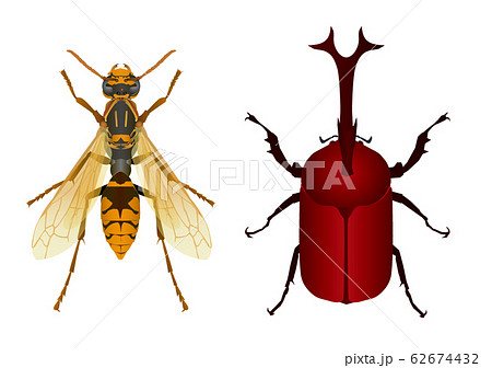 かぶとむし 昆虫 イラスト かわいいのイラスト素材