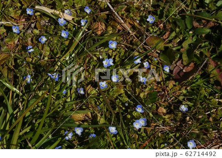 青色の花 オオイヌノフグリ 花 花畑の写真素材 Pixta