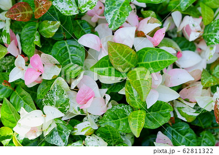 つる性観葉植物の写真素材