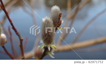 猫柳 ネコヤナギ 花 蕾の写真素材