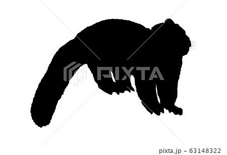 レッサーパンダのイラスト素材