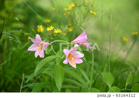 ひめゆり 花の写真素材