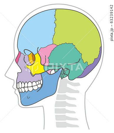 頭蓋骨のイラスト素材