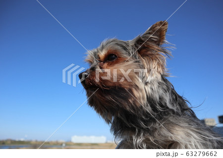 ヨークシャテリア ヨーキー 犬 横顔の写真素材