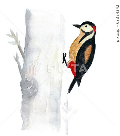 アカゲラ 鳥 キツツキ 野鳥のイラスト素材