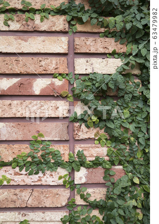 這う 蔦 壁 植物の写真素材