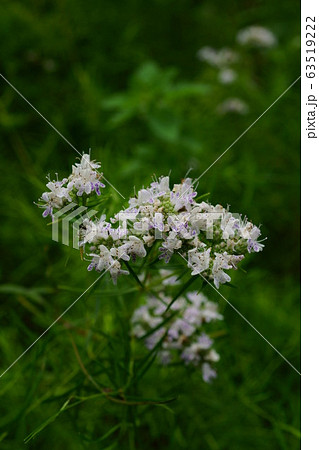 花 マウンテンミント 植物 ハーブの写真素材