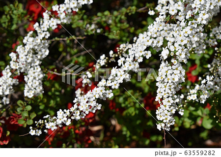 小米花の写真素材
