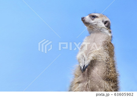 ティモン 動物の写真素材