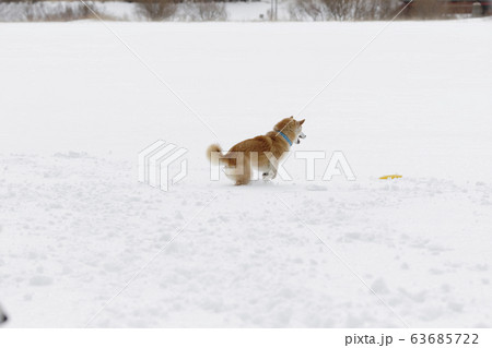 柴犬 走る 後姿 後ろ姿の写真素材