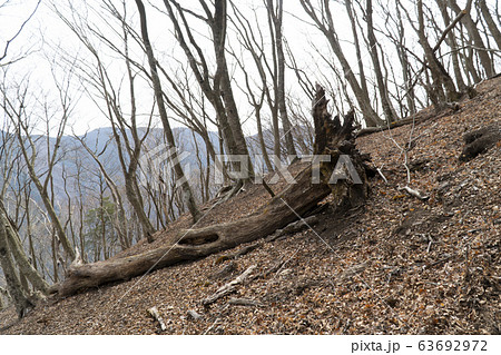 折れた枯れ木 倒木の写真素材