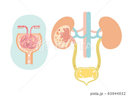 腎盂のイラスト素材