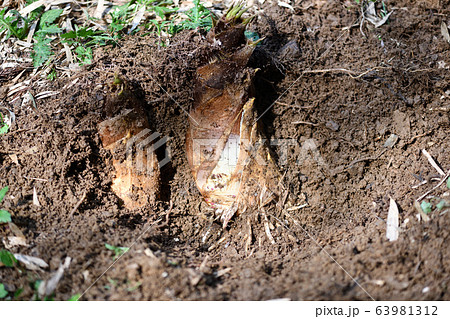 土の中の筍の写真素材