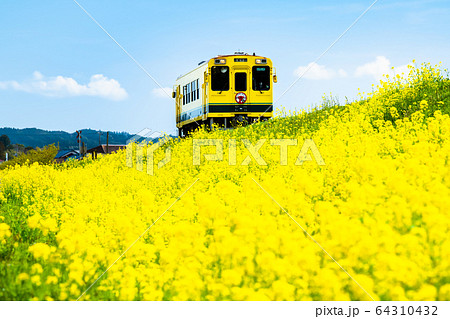 いすみ鉄道 菜の花 鉄道 風景の写真素材 - PIXTA