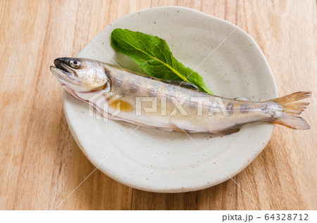 櫻鱒魚皐月鱒照片素材- PIXTA
