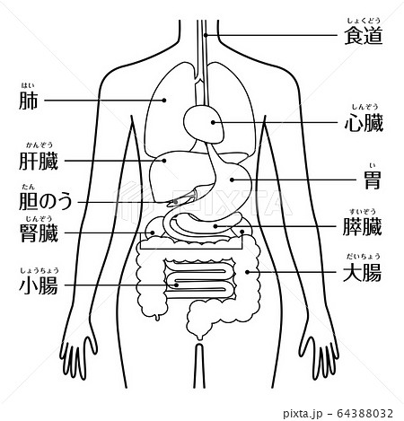 解剖図 内臓 人体図のイラスト素材