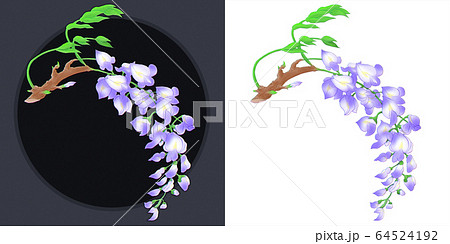 藤の花のイラスト素材