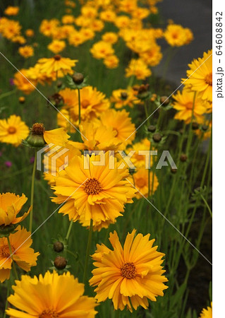 コスモスに似た花の写真素材